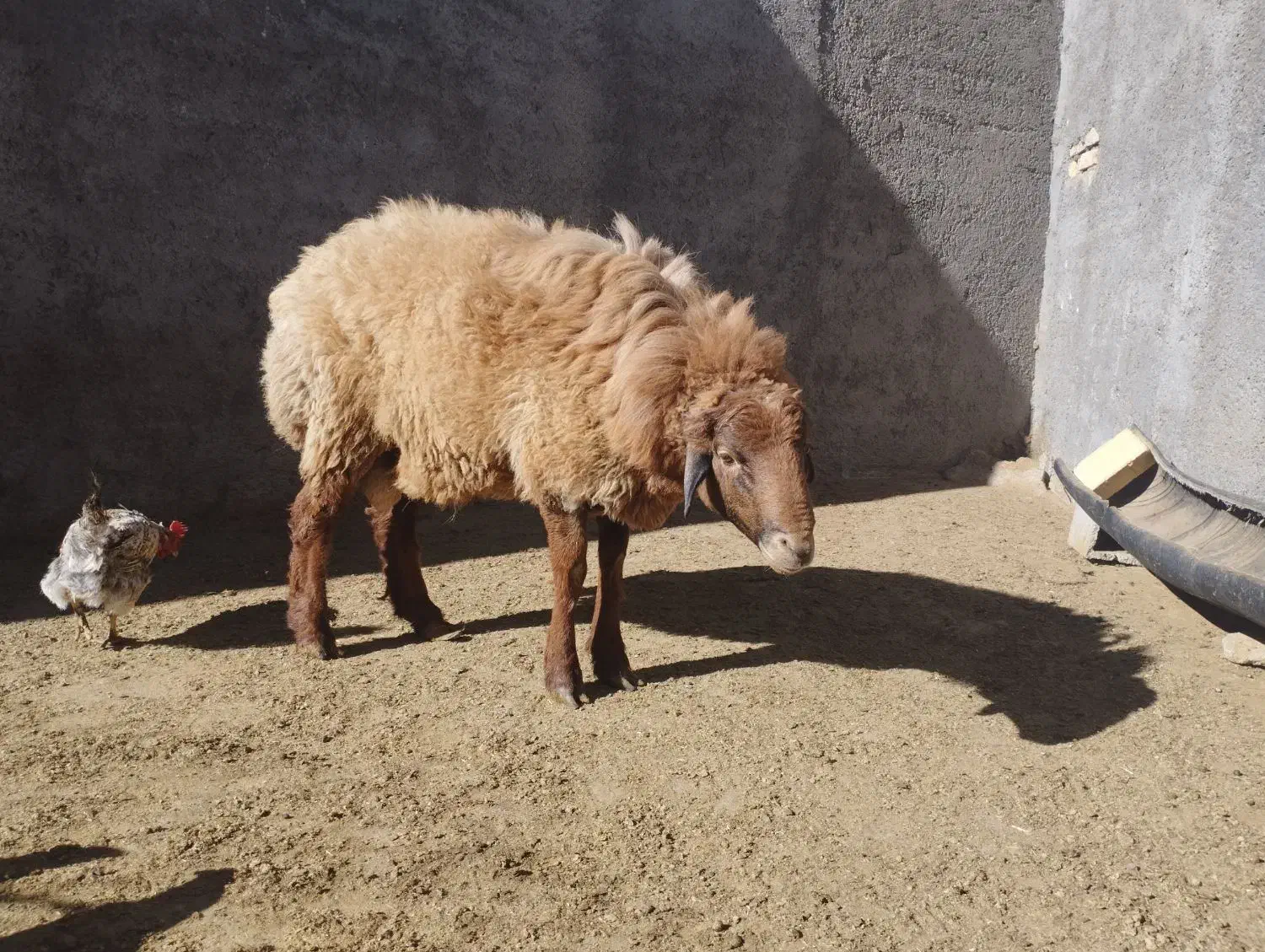 بره نر یک ساله نژاد دار|حیوانات مزرعه|اسفراین, |دیوار