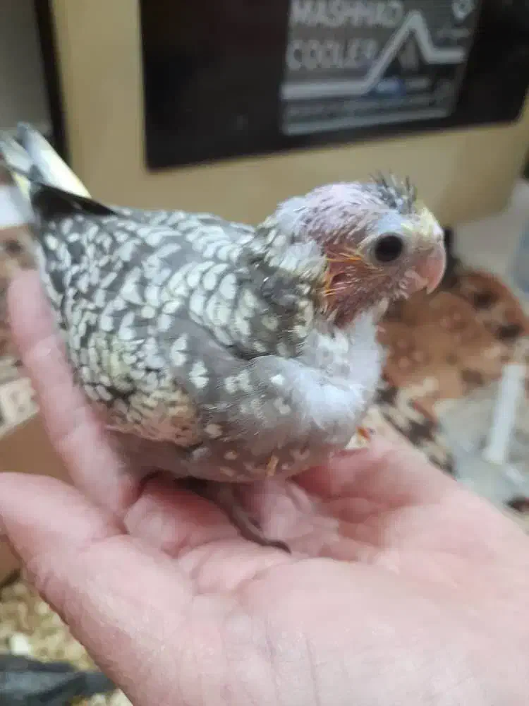 جوجه عروس هلندی سرلاکی همه رنگ|پرنده|شاهینشهر, نبوت|دیوار