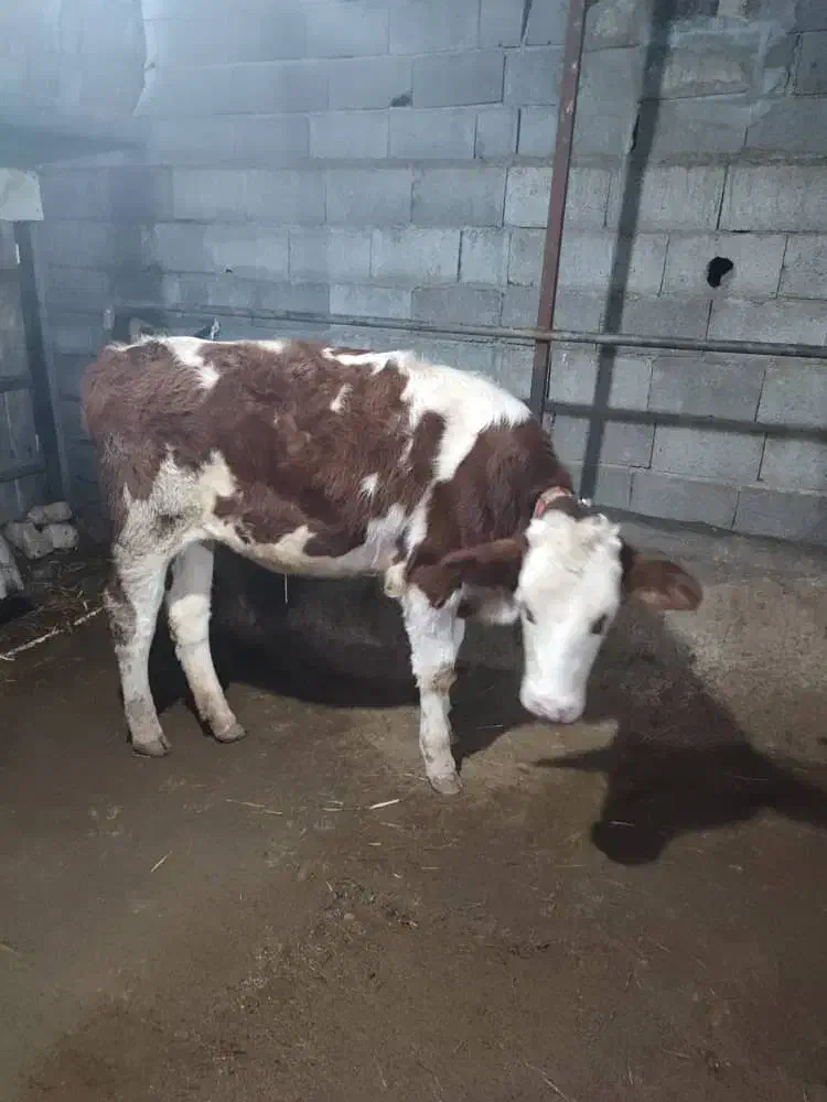 ثمینتال قرمز|حیوانات مزرعه|آمل, |دیوار