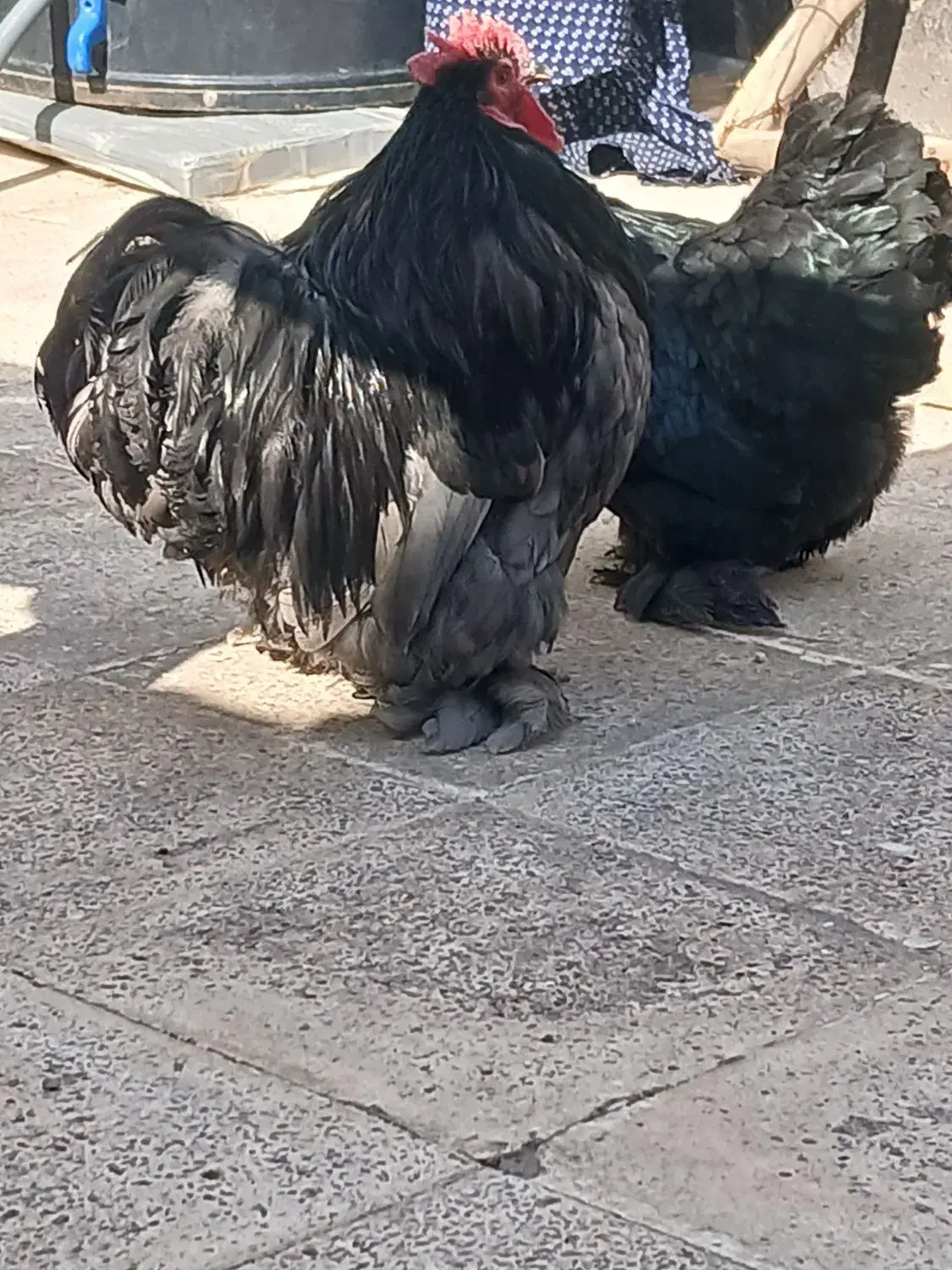 مرغ و خروس|حیوانات مزرعه|نسیم‌شهر, |دیوار