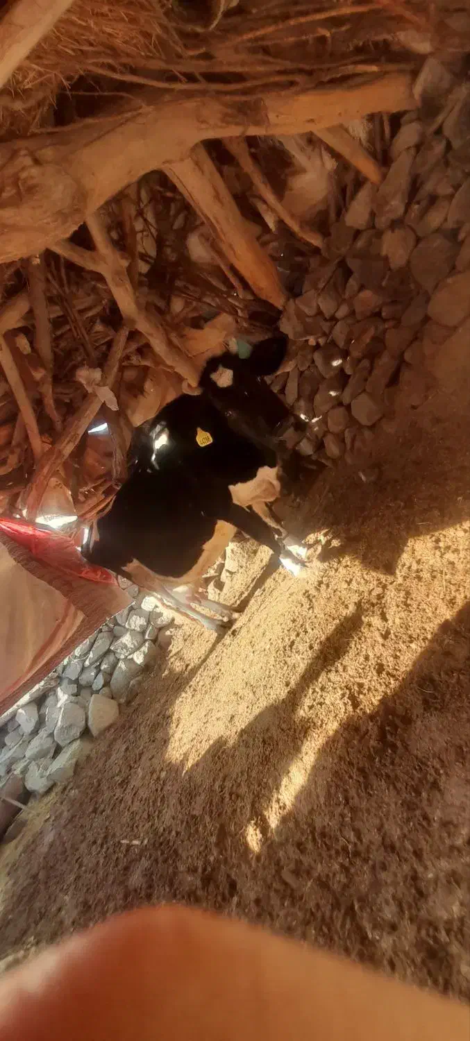 گاو ماده|حیوانات مزرعه|سربیشه, |دیوار