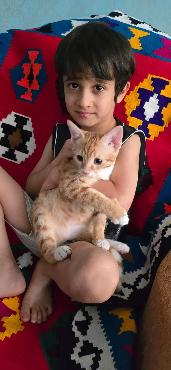 گربه خانگی|گربه|یاسوج, |دیوار