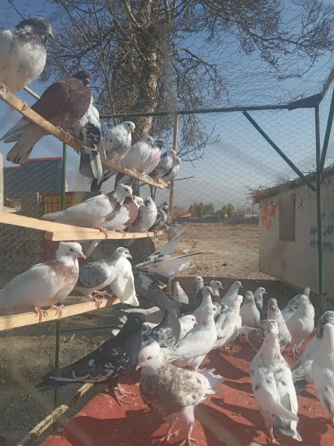 کبوتر فروشی در کردان|پرنده|کوهسار (البرز), |دیوار