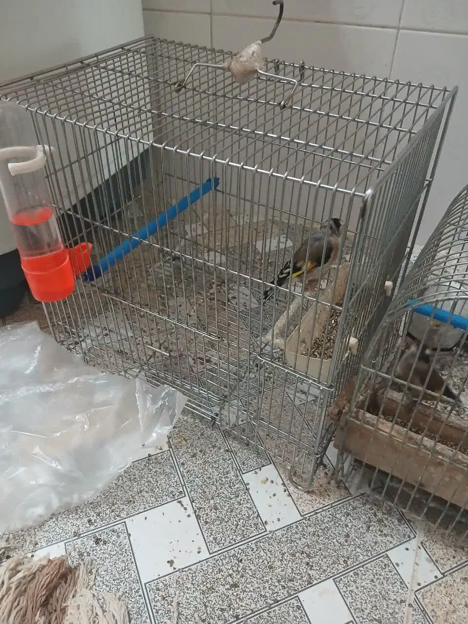 دو عدد سهره|پرنده|بروجرد, |دیوار