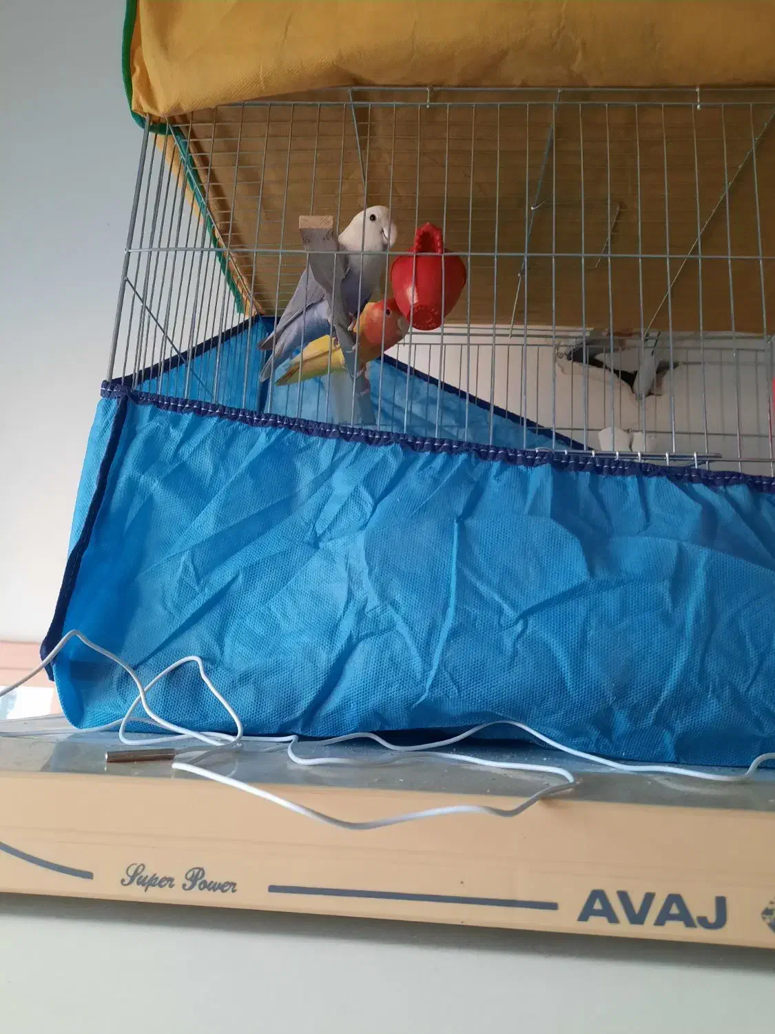 طوطی بزیلی نروماده مولد|پرنده|بابل, |دیوار