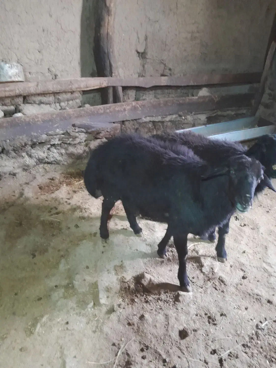 دوعدد قوچ قره قزل|حیوانات مزرعه|خلخال, |دیوار