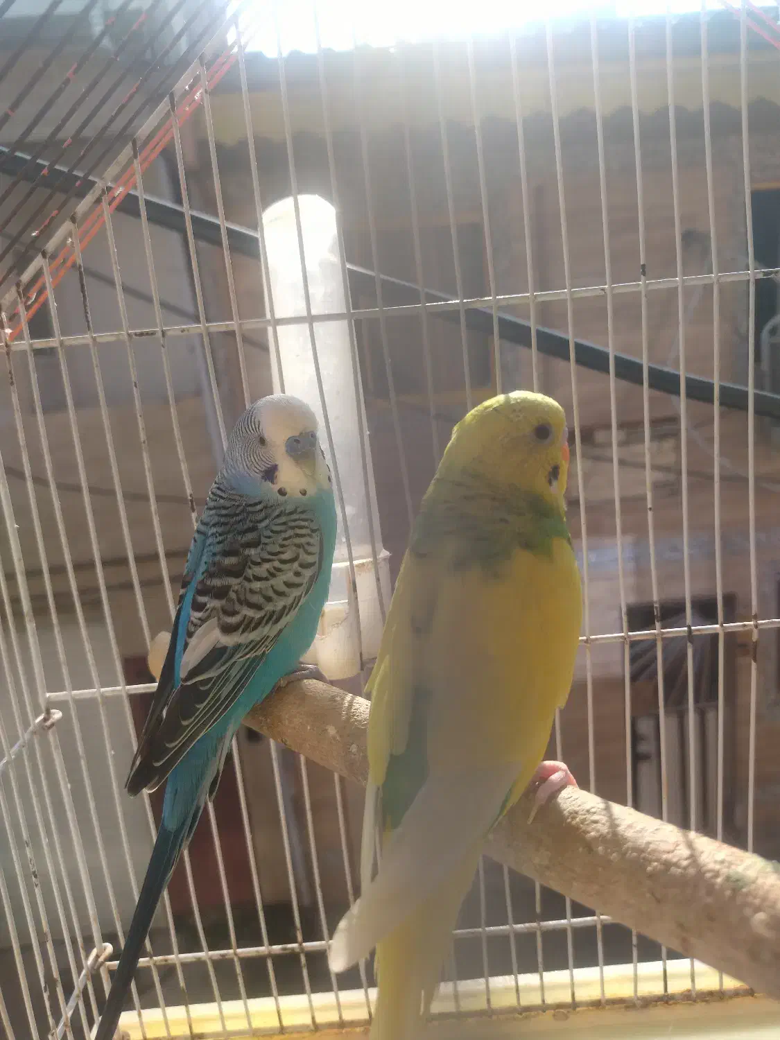 5000000|پرنده|رشت, لاکان شهر|دیوار