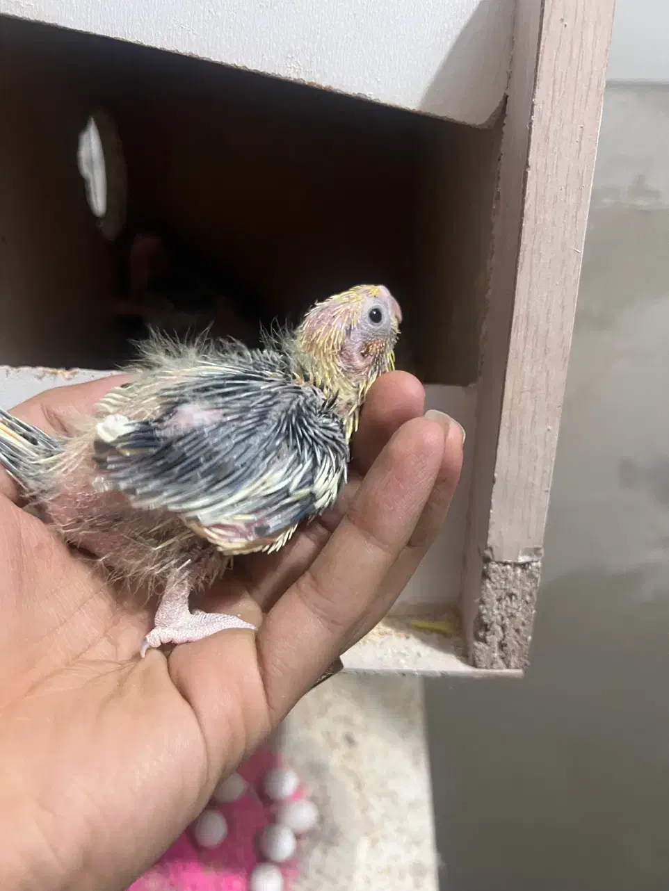 عروس هلندی سرلاکی|پرنده|قم, امامزاده ابراهیم|دیوار