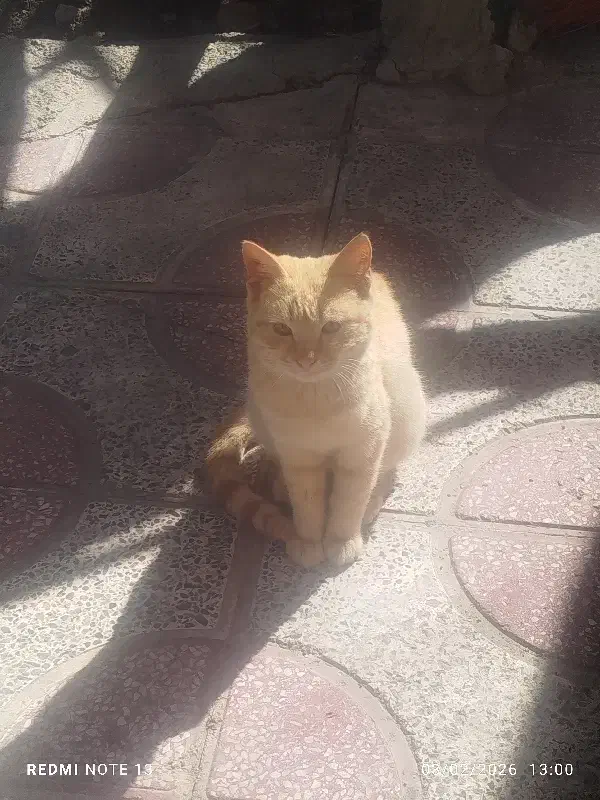 گربه فروشی|گربه|مرودشت, دولت آباد|دیوار