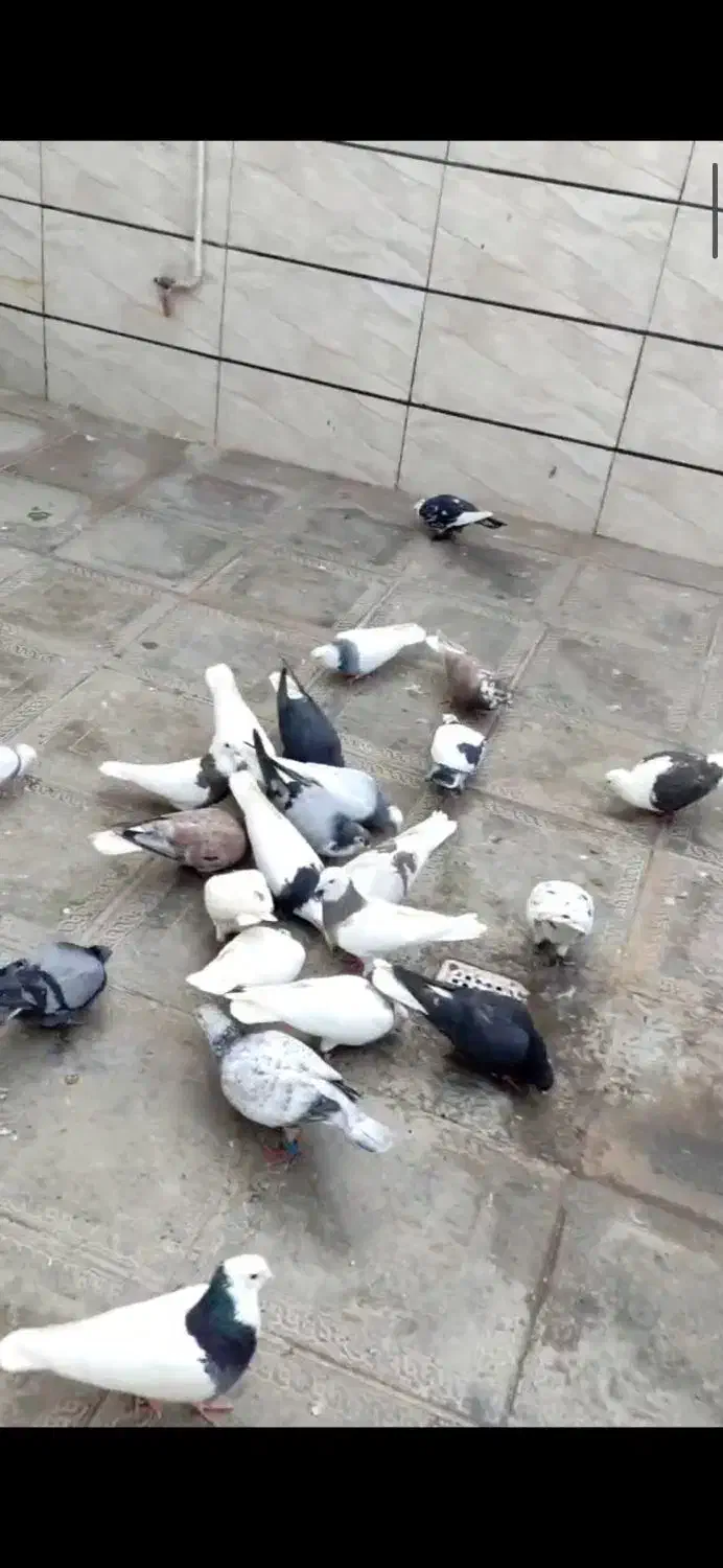 دسته کبوتر شهرستانی پرشی رنگه|پرنده|مشهد, حجت|دیوار