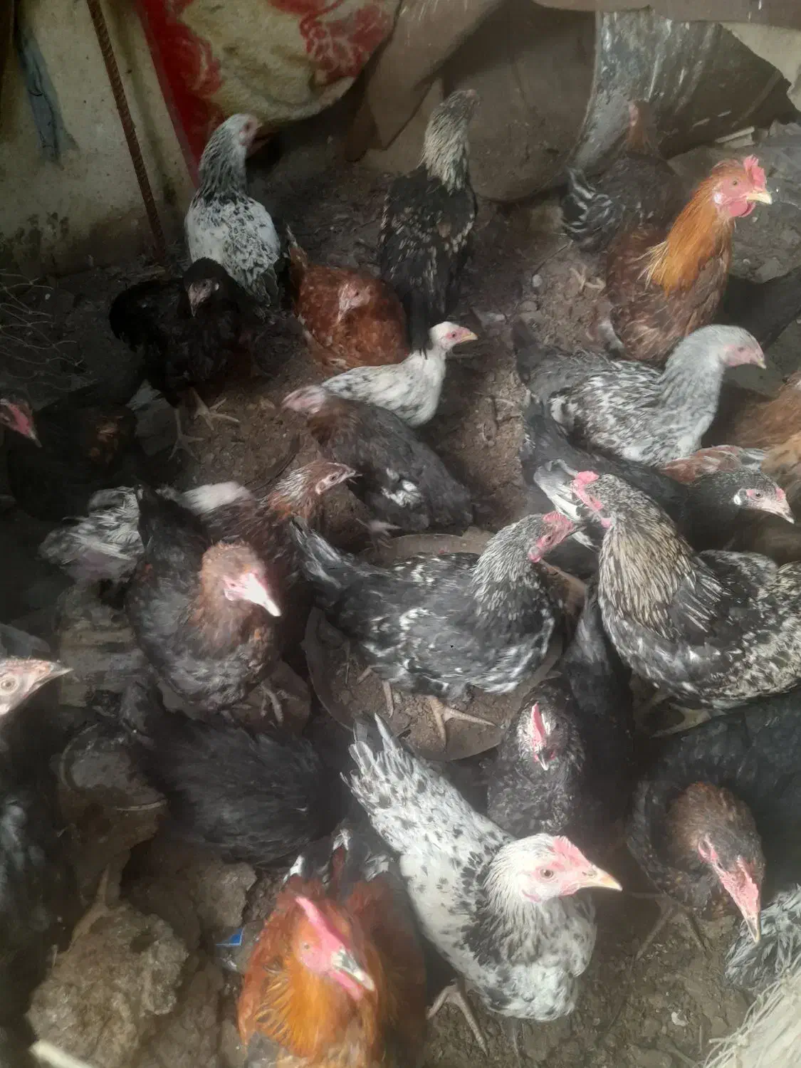 مرغ و خروس|حیوانات مزرعه|سیرجان, |دیوار