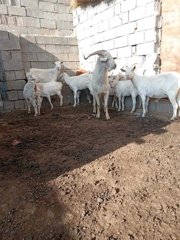 فروش بز سانن|حیوانات مزرعه|خوی, |دیوار