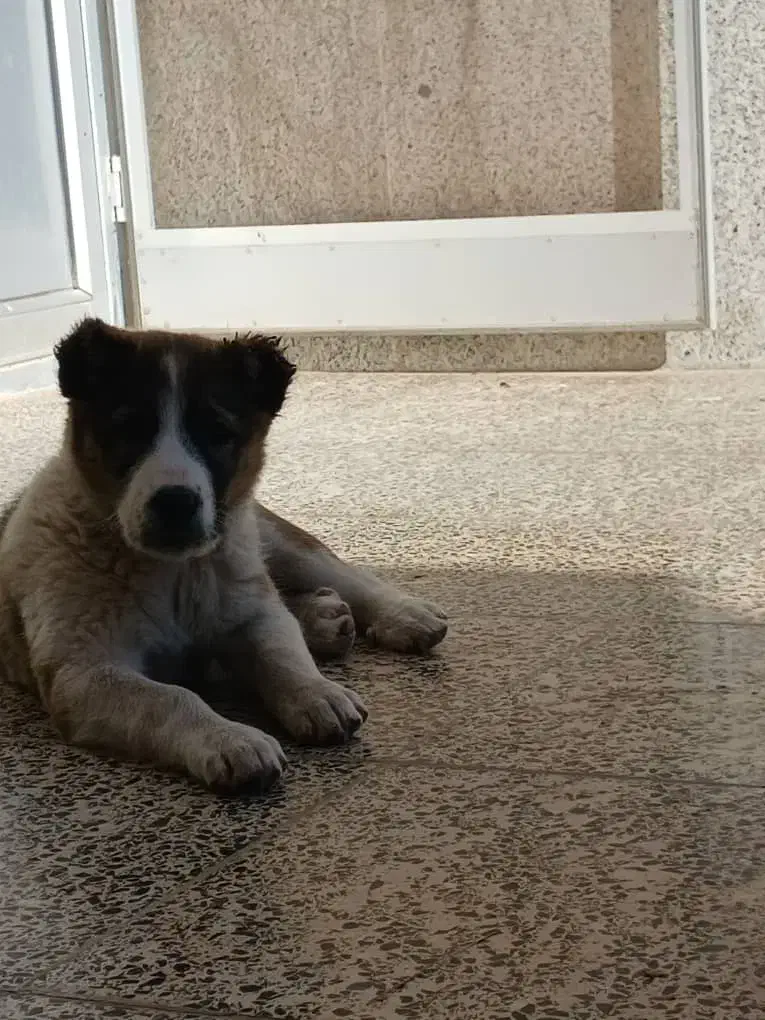 توله بومی|سگ|مبارکه, |دیوار