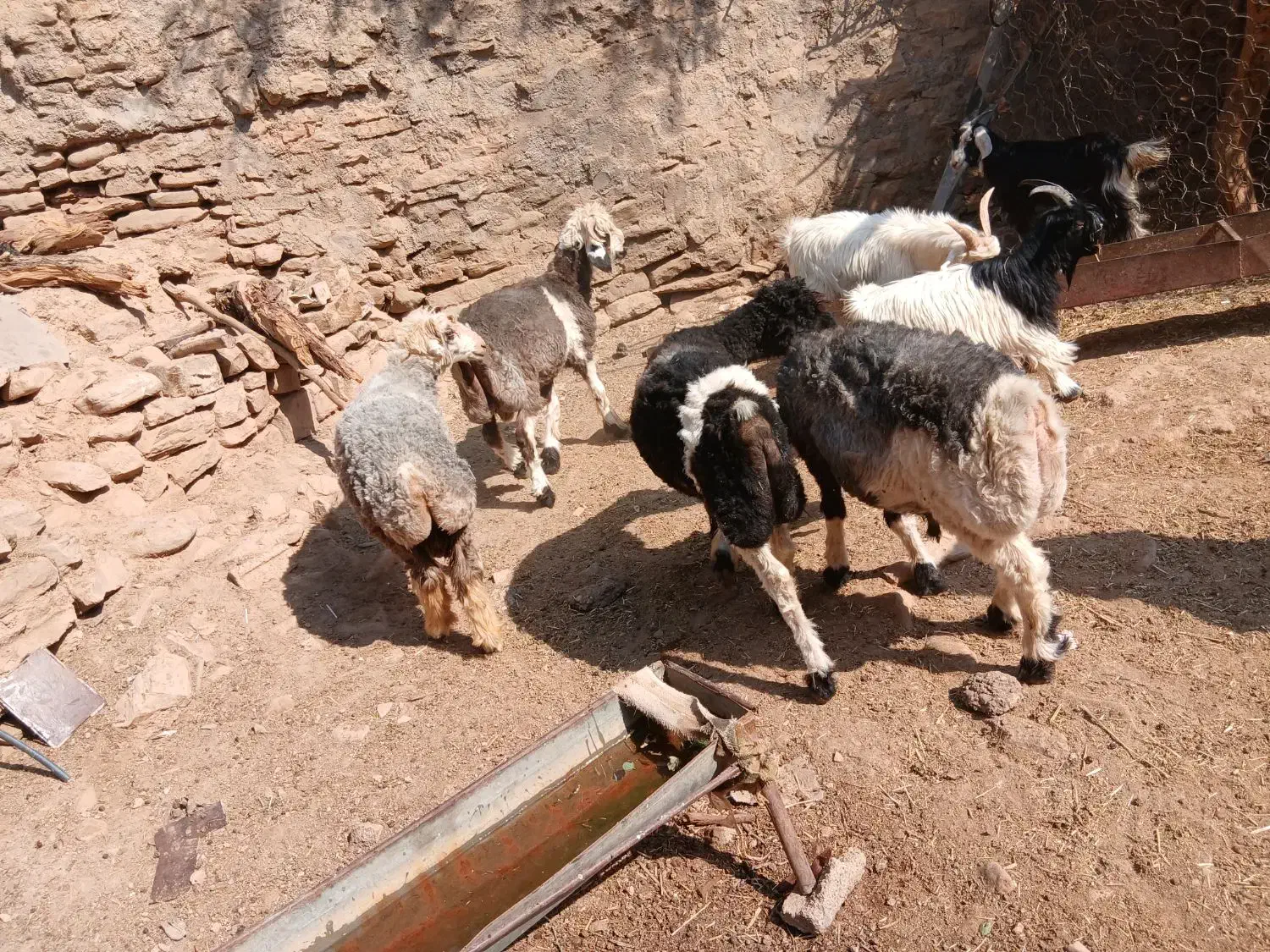 ۱۱۱|حیوانات مزرعه|مسجد سلیمان, |دیوار