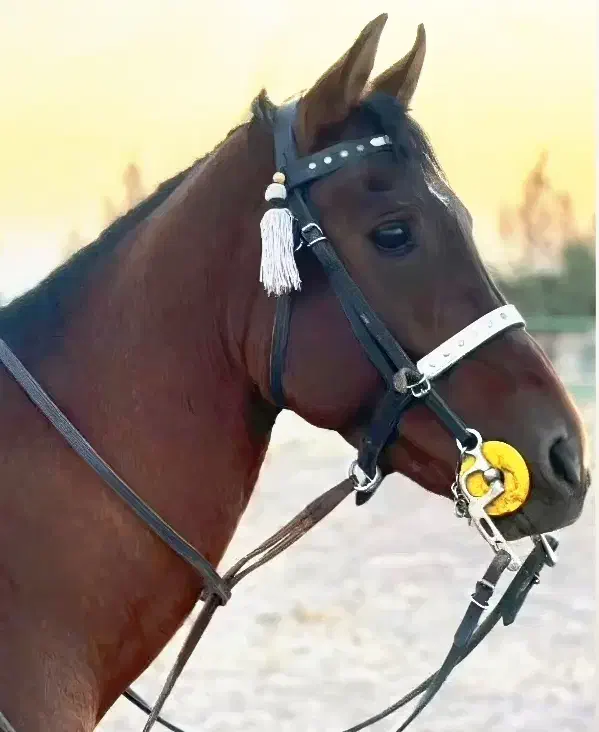 پرورش اسب ساواش|اسب و تجهیزات اسبسواری|رباطکریم, رباطکریم|دیوار