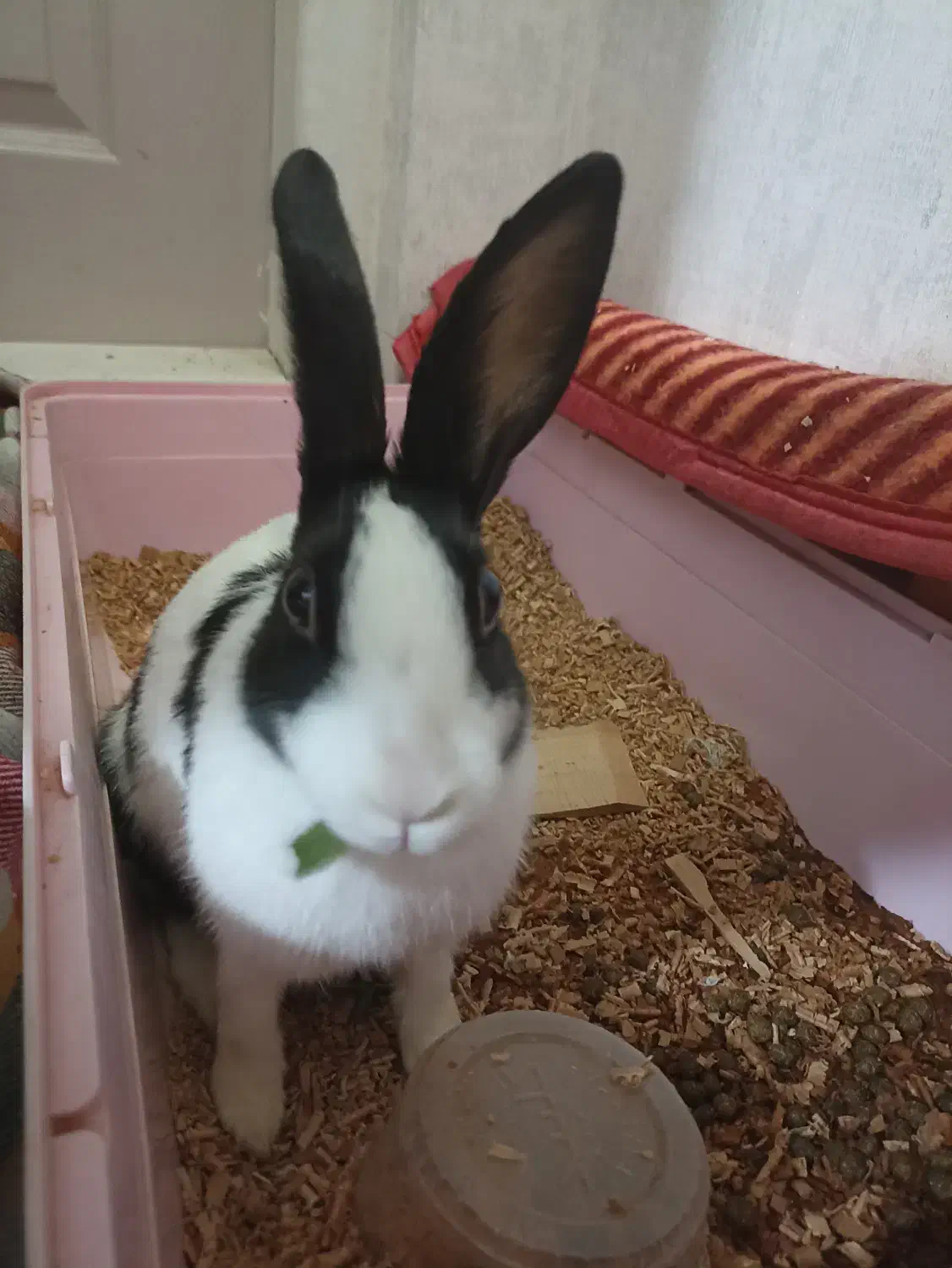 خرگوش ماده|موش و خرگوش|قم, بنیاد|دیوار