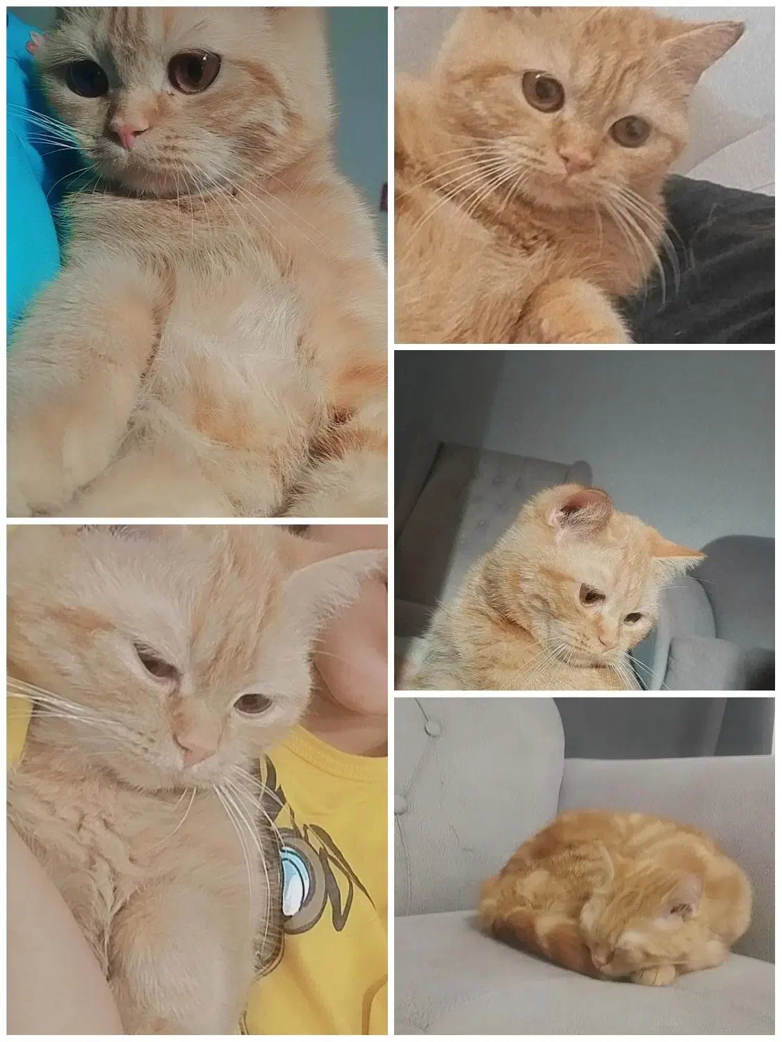 گربه|گربه|زاهدان, |دیوار