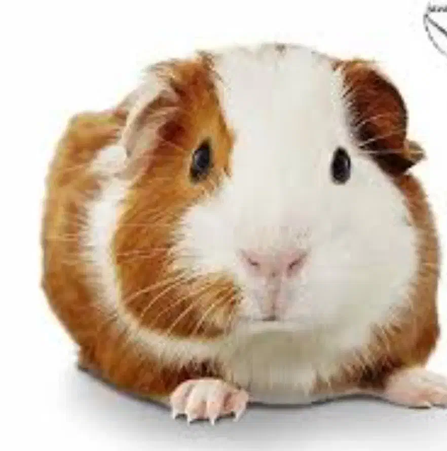 خوکچه هندی|موش و خرگوش|میاندوآب, |دیوار