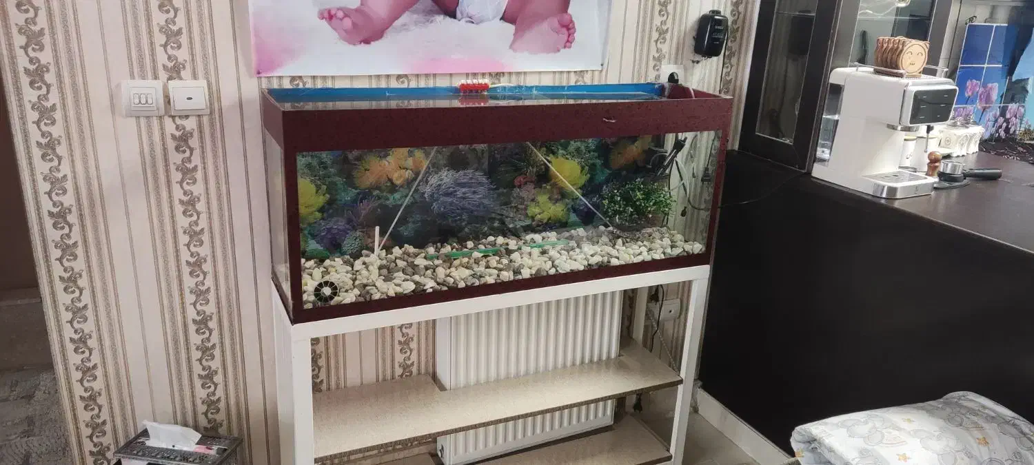 اکواریوم|ماهی|قزوین, |دیوار