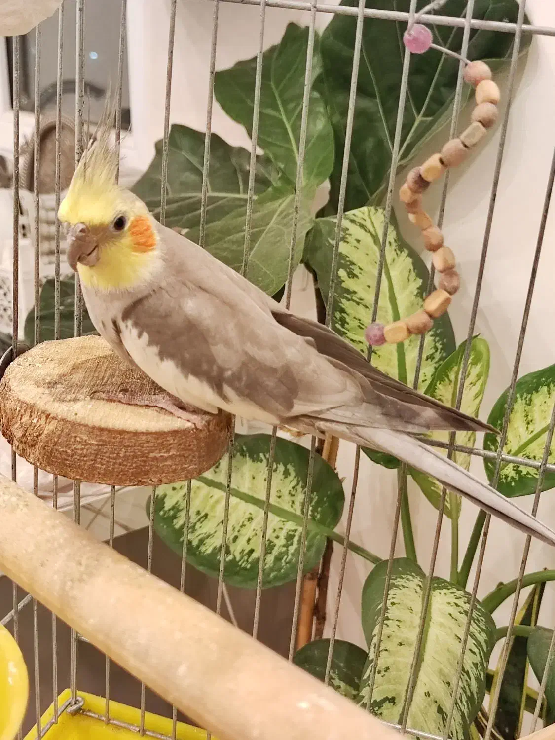 عروس هلندی|پرنده|شهریار, شهرک وائین|دیوار