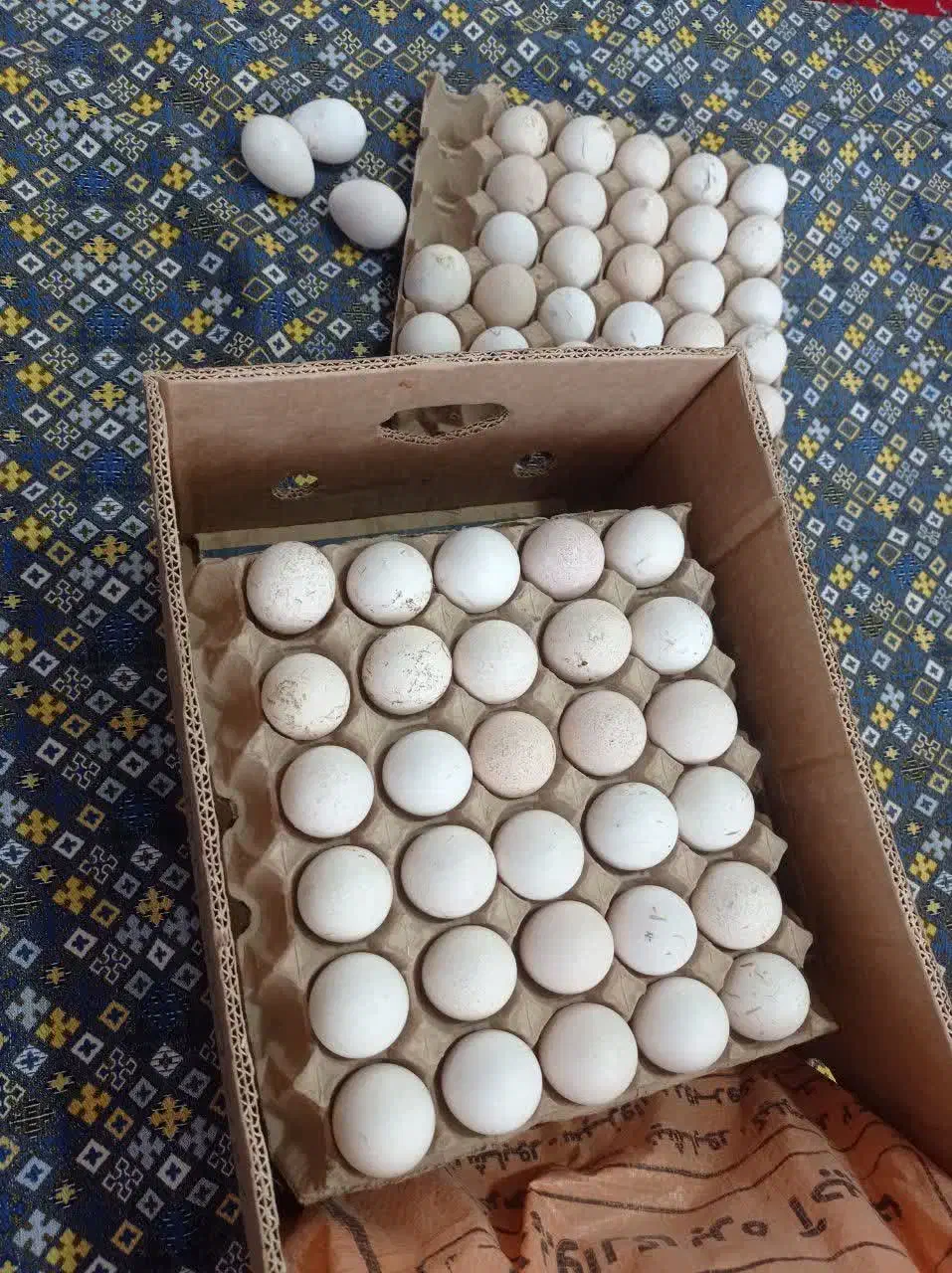 تخم نطفه داربوقلمون|حیوانات مزرعه|فیروزه, |دیوار