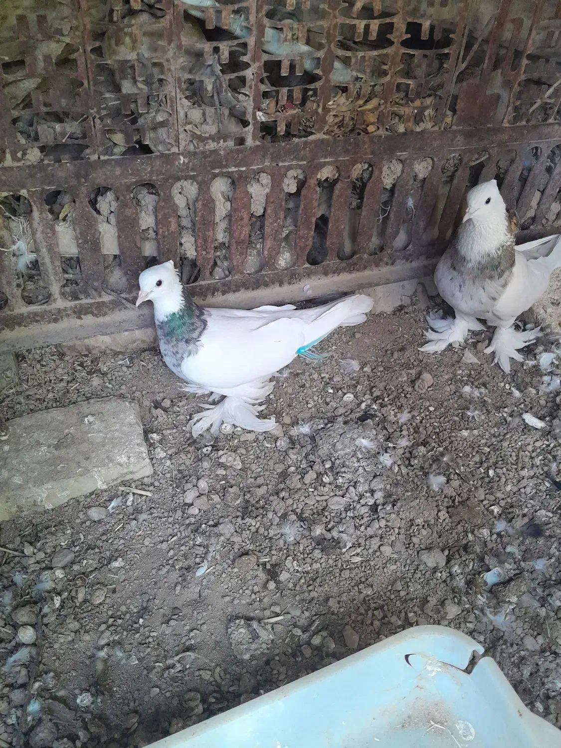 جفت طوقی|پرنده|شهرضا, |دیوار