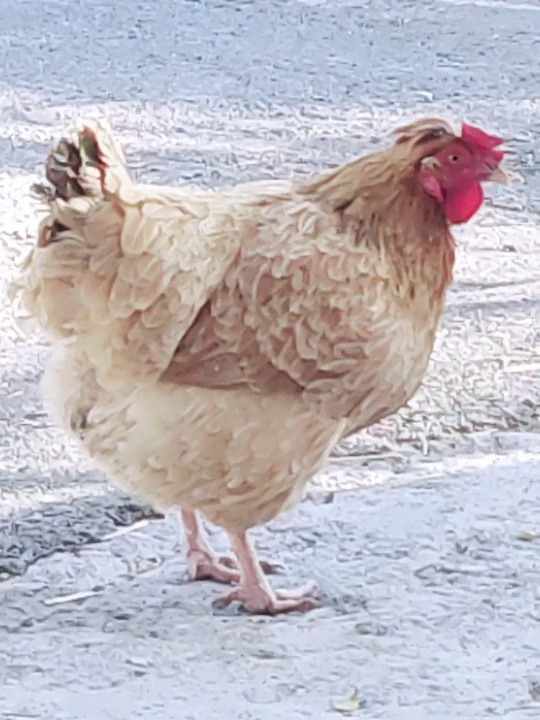 مرغ و بوقلمون|حیوانات مزرعه|سراب میمه, |دیوار