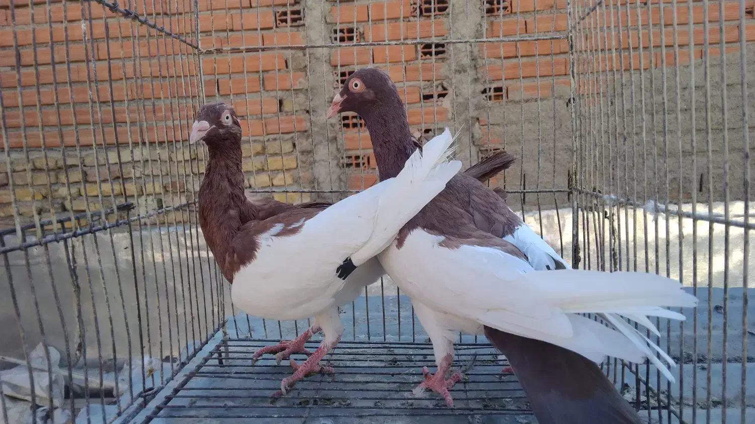 کبوتر ۱۰تاشهرستانی یهودی پلنگ ۸تا تزئینی ۴چادری|پرنده|بومهن, |دیوار