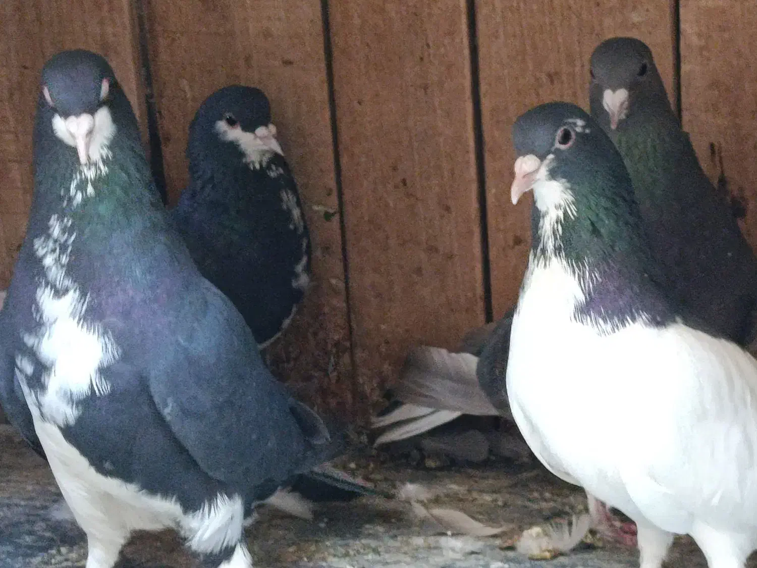 فروش ۲جفت شهری و یال|پرنده|شیراز, شهرک صدا و سیما|دیوار