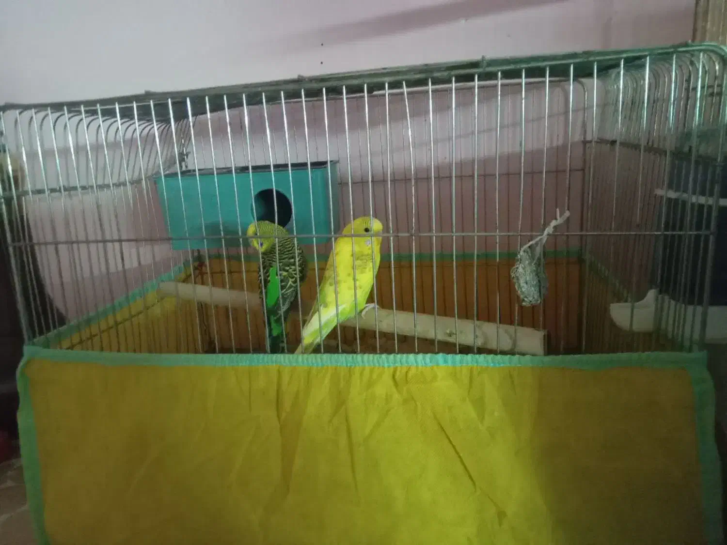 جفت مرغ عشق و عروس هلندی|پرنده|یزد, |دیوار