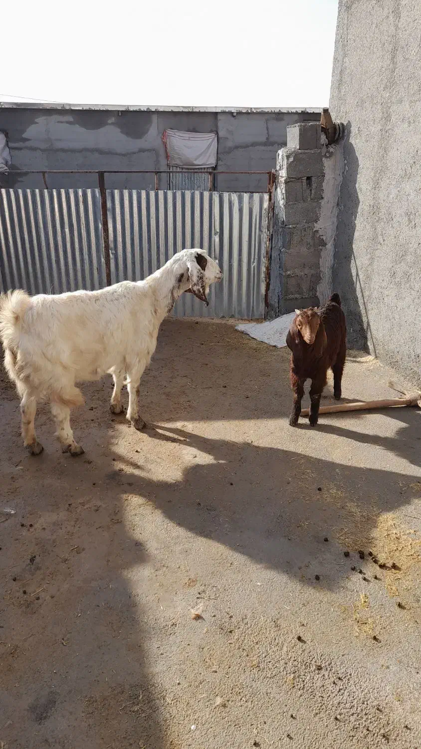 بزو بزغاله|حیوانات مزرعه|شیروان (خراسان), |دیوار