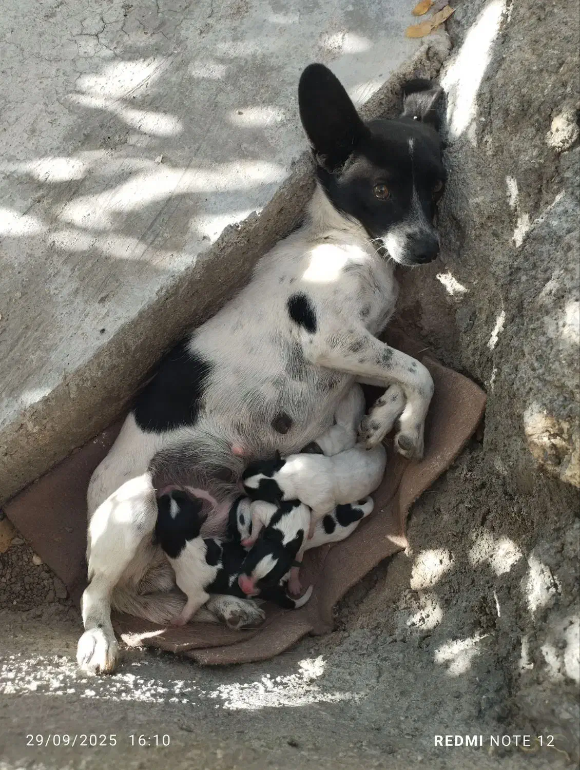 توله سگ پاکوتاه نژاد شیواوا|سگ|کرمانشاه, |دیوار