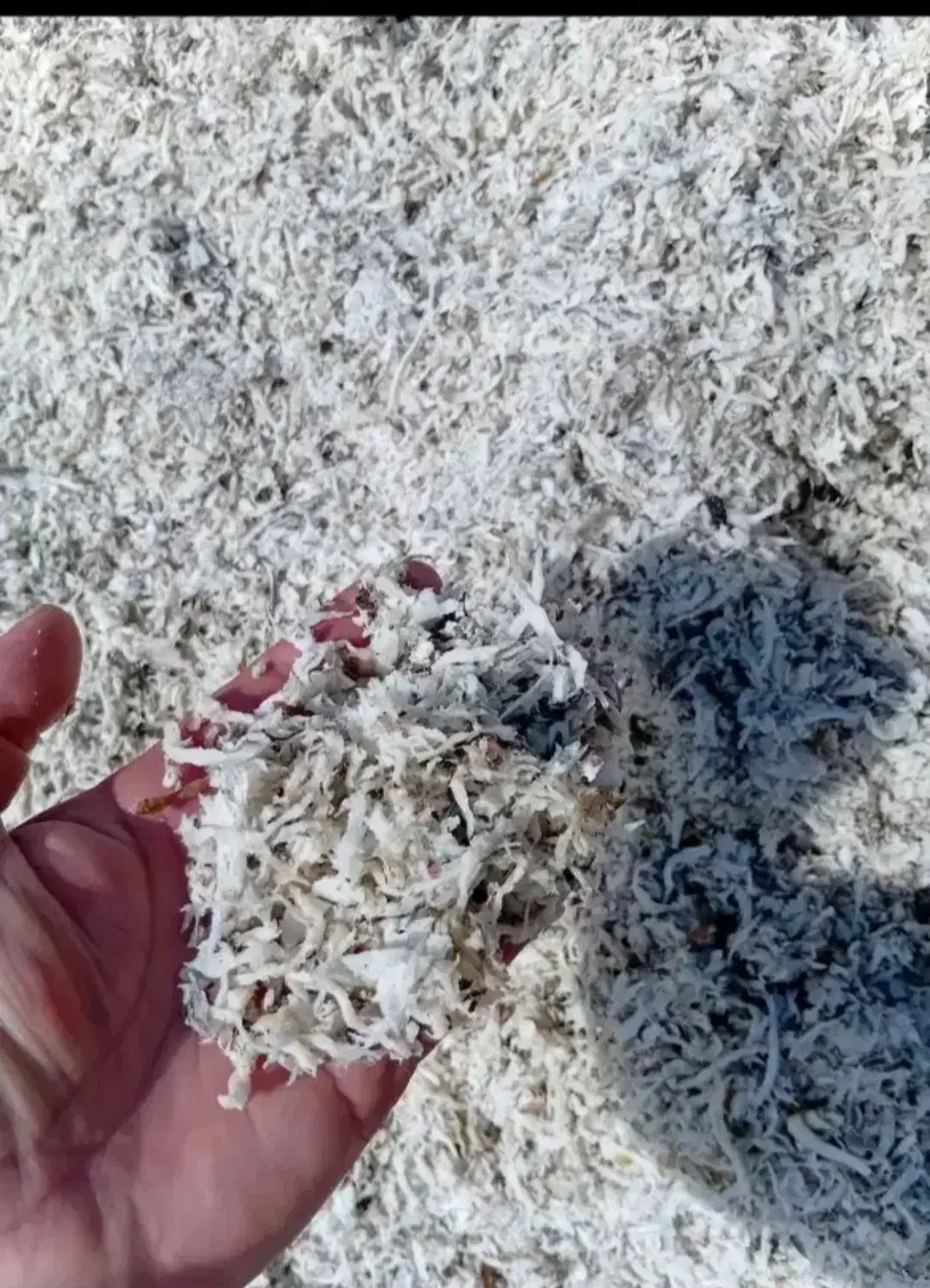 تفاله چغندر|عمدهفروشی|مشگین شهر, |دیوار