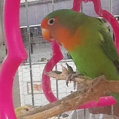 کوتوله برزیلی|پرنده|طرقبه, |دیوار