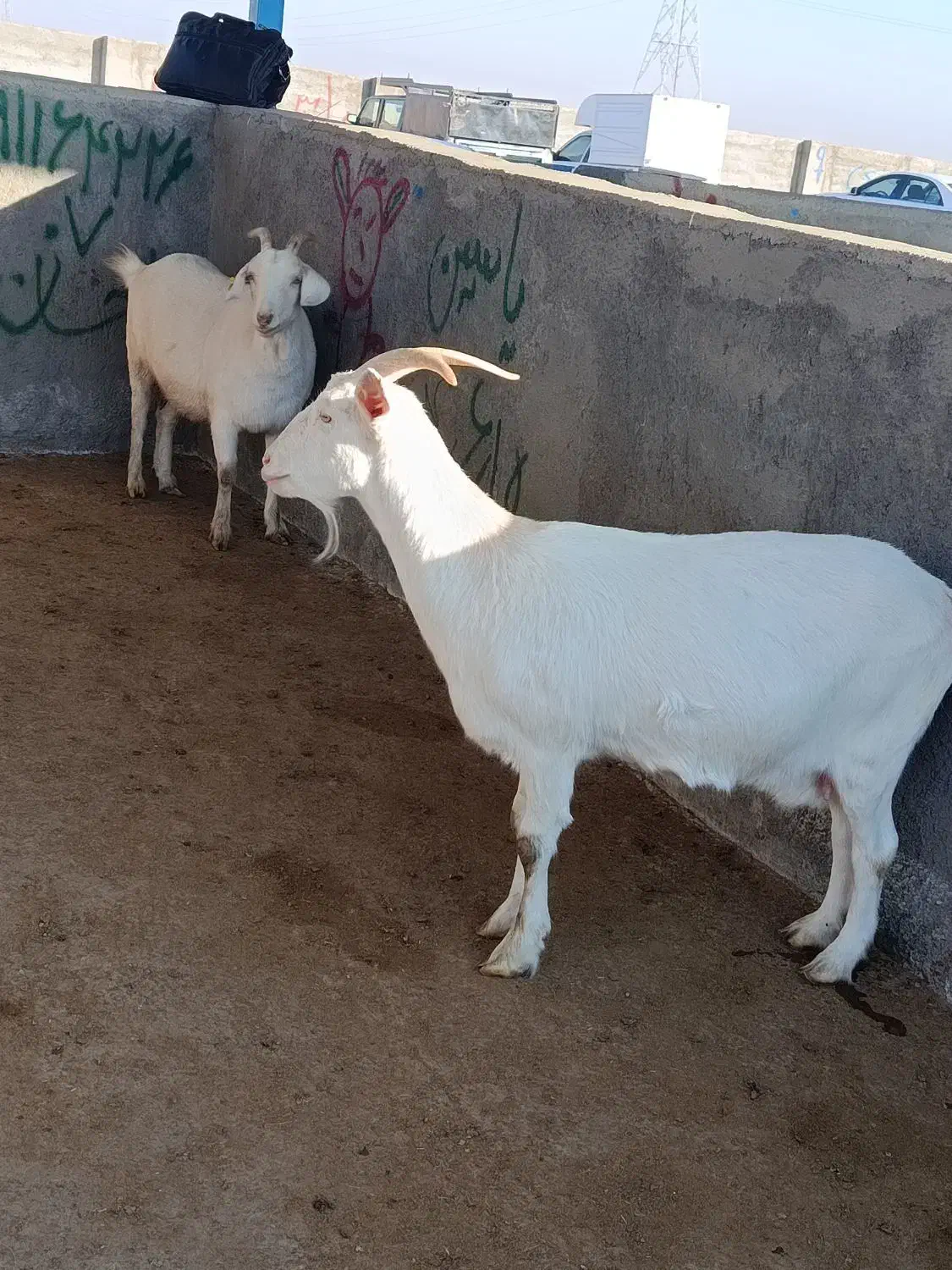 بزسانن|حیوانات مزرعه|تربت جام, کاریز نو سفلی|دیوار