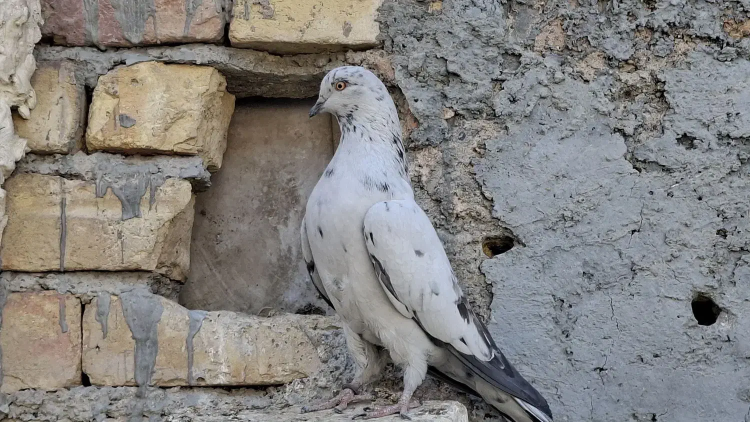 پلاکی و پرشی|پرنده|پیر بکران, |دیوار