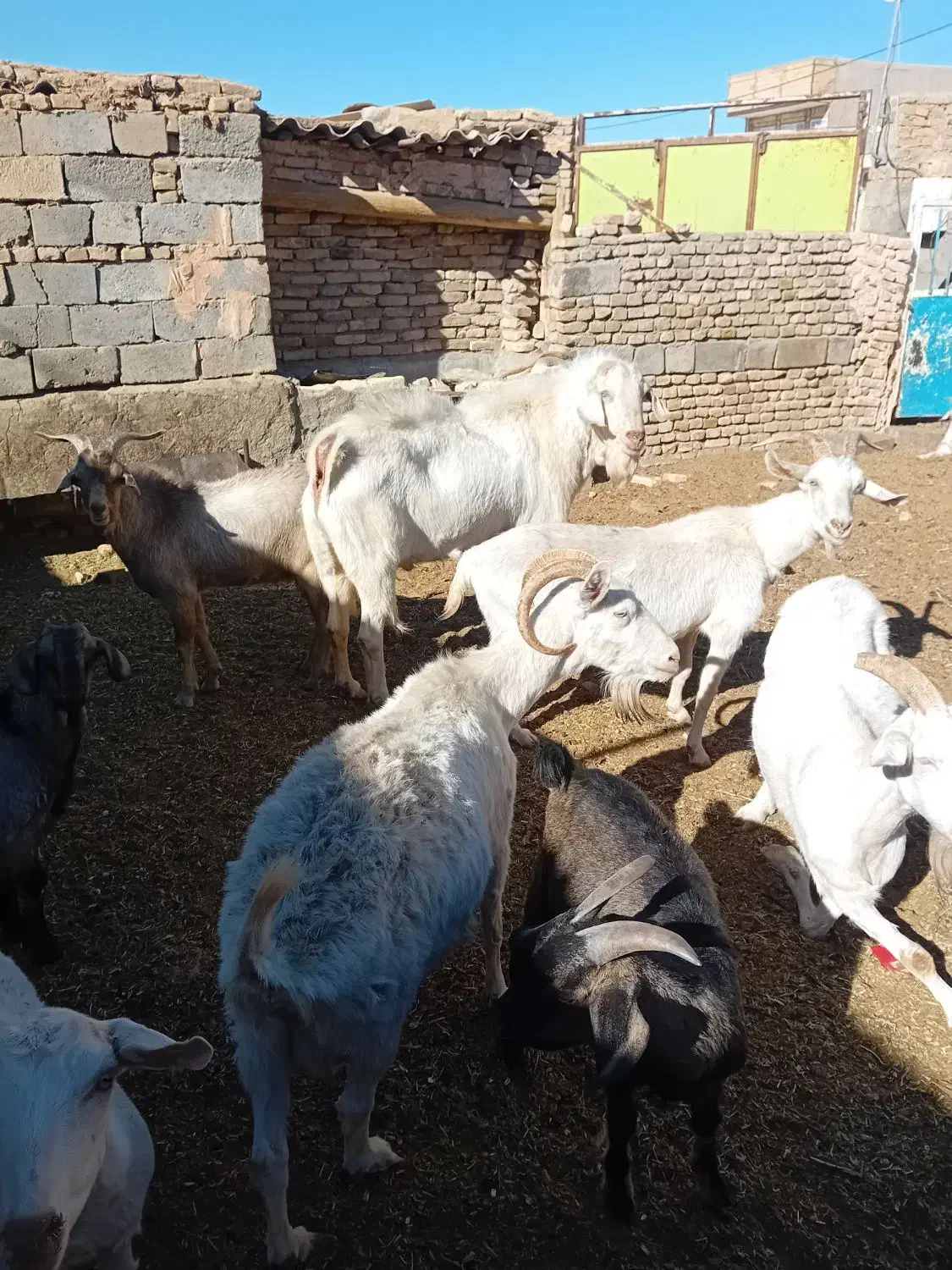 ۵عددبز (سانان) آبستن|حیوانات مزرعه|سبزوار, قصبه شرقی|دیوار