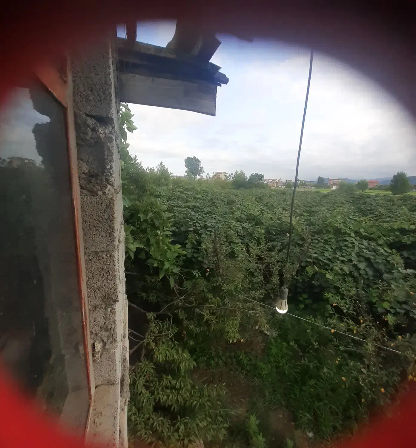 اجاره دادن باغ کیوی|اجارهٔ دفتر صنعتی، کشاورزی، تجاری|آستارا, |دیوار