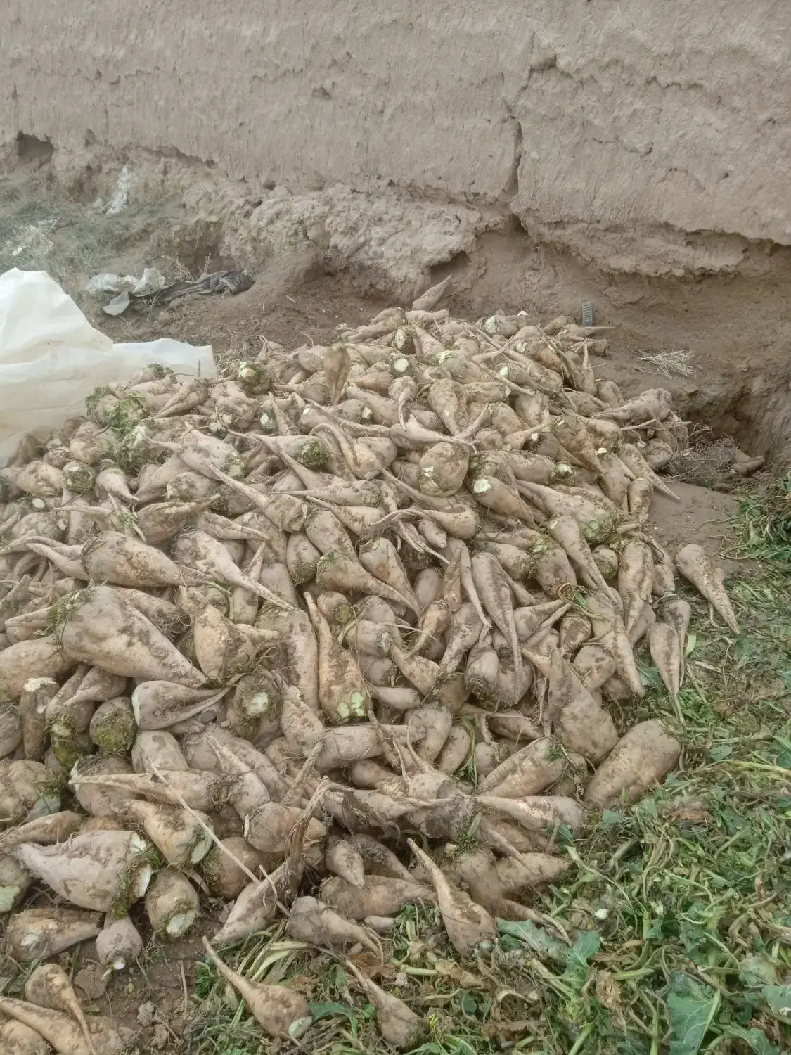 جغندر دامی|لوازم جانبی حیوانات|اسفراین, |دیوار