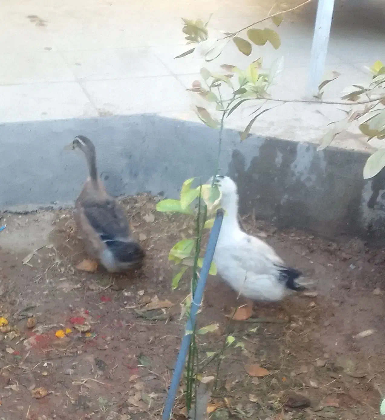 مرغابی|حیوانات مزرعه|اردکان, |دیوار