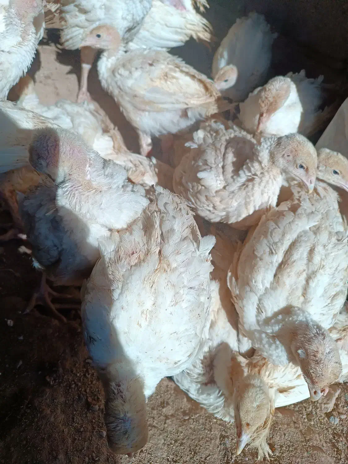 جوجه بوقلمون بیوتی6فوق سنگین حاجی آبادبیرجندقاسمی|حیوانات مزرعه|بیرجند, |دیوار