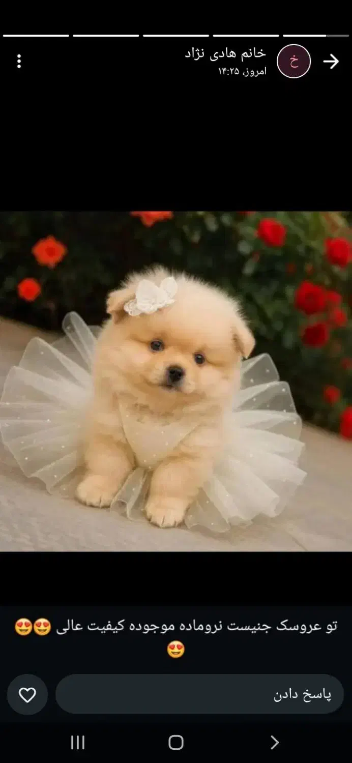 واگذاری پامرین عروسکی واکسن خوره همه رنگ|سگ|صدرا-فارس, فاز ۱|دیوار