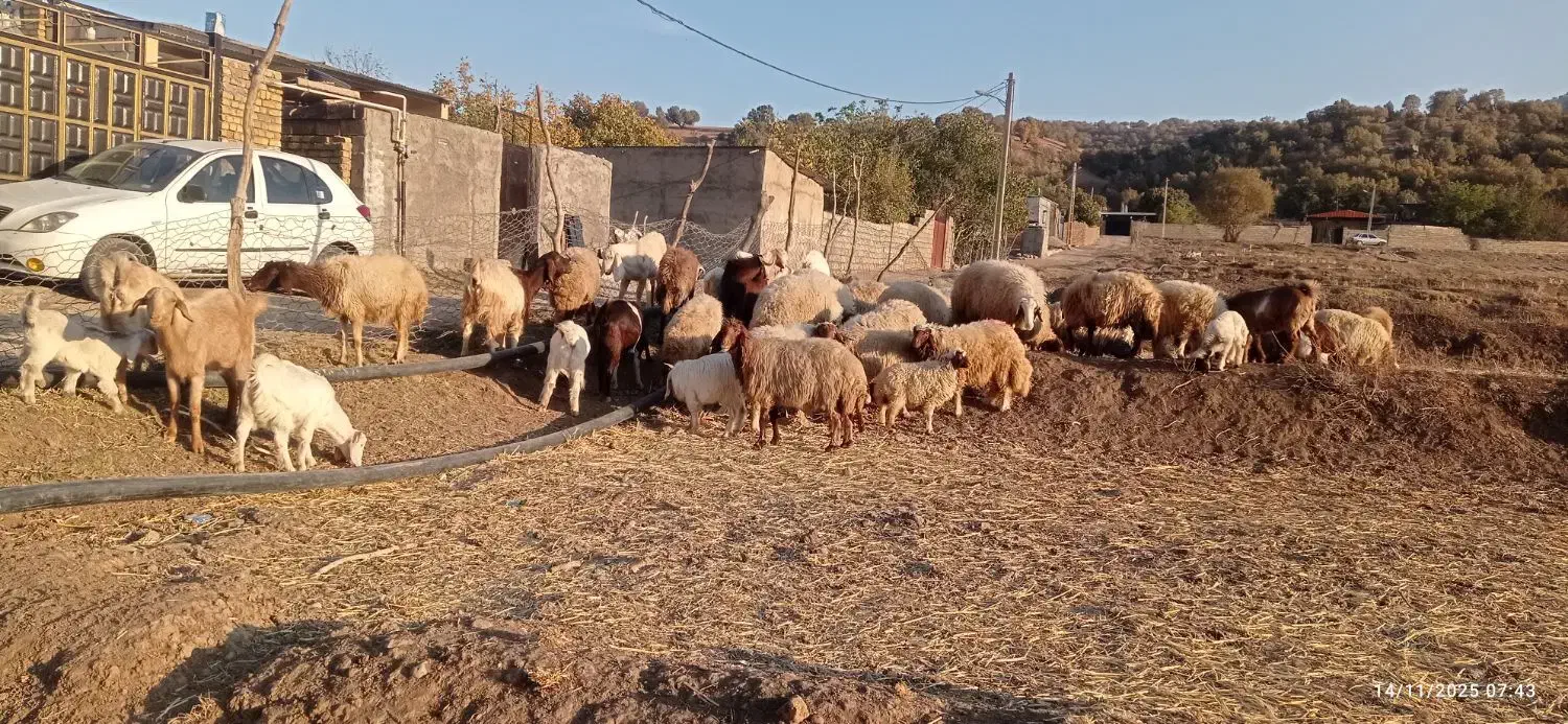 گوسفندداشتی|حیوانات مزرعه|الشتر, |دیوار