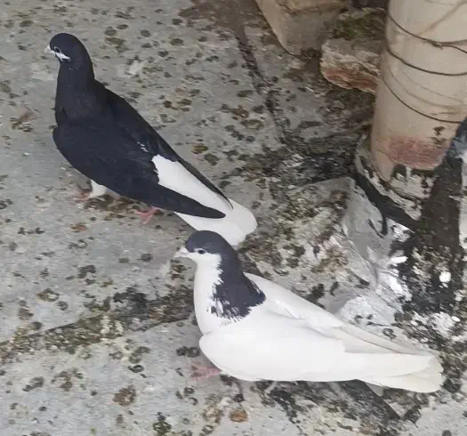 ی جفت کبوتر سیاپوش|پرنده|قزوین, |دیوار