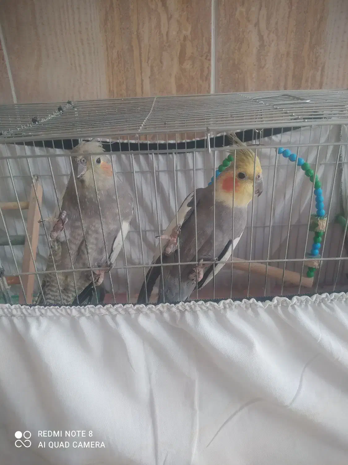 عروس هلندی|پرنده|بوکان, |دیوار