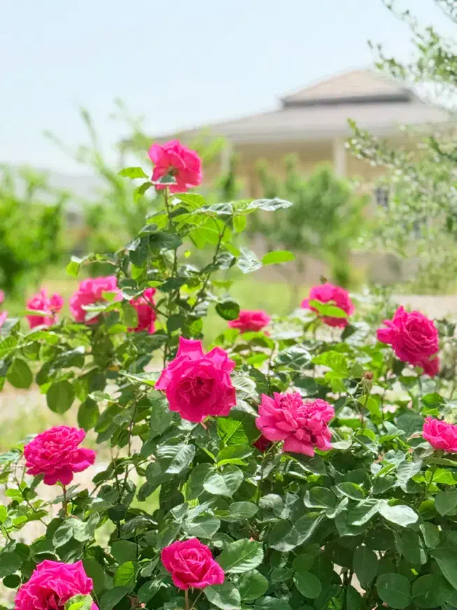 استخدام نگهبان ۲۴ ساعته|استخدام سرایداری و نظافت|کوهدشت, |دیوار