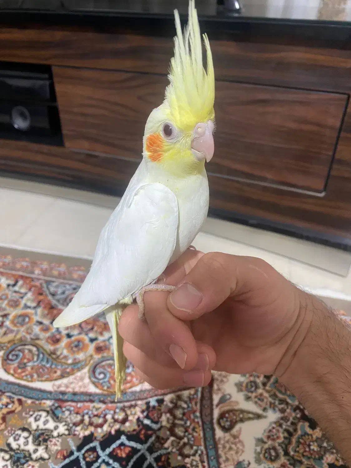 عروس هلندی وکوتوله بریزیلی|پرنده|گلبهار, شهر جدید گلبهار|دیوار