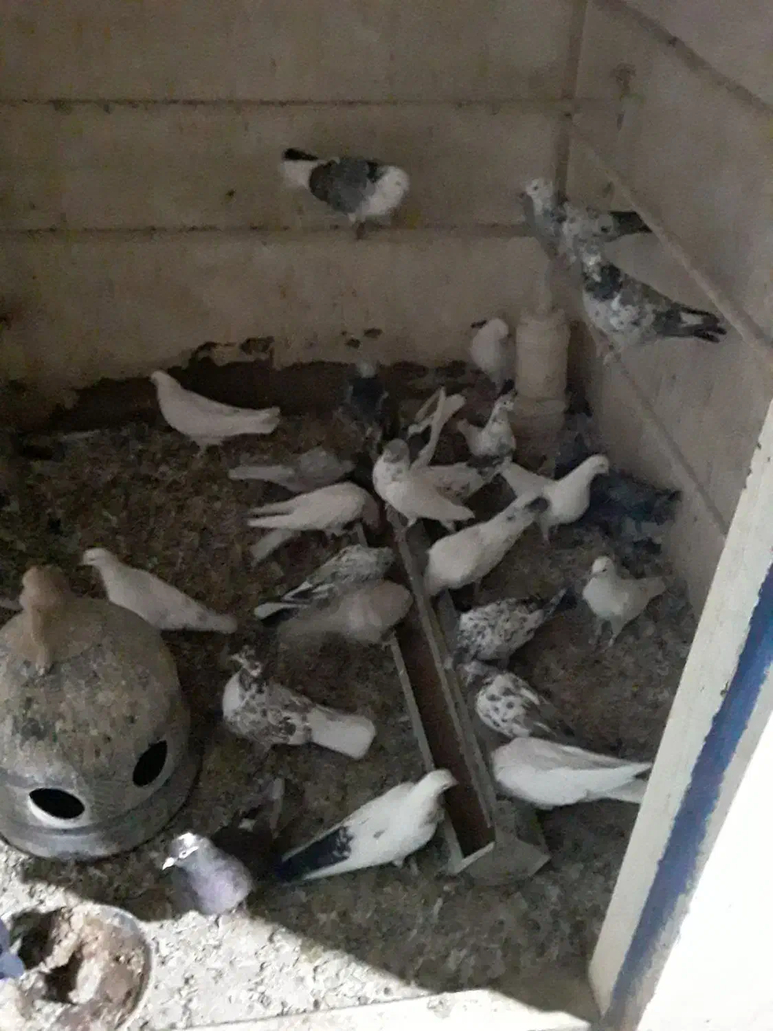 کفتر پرشی|پرنده|قم, زند آباد|دیوار