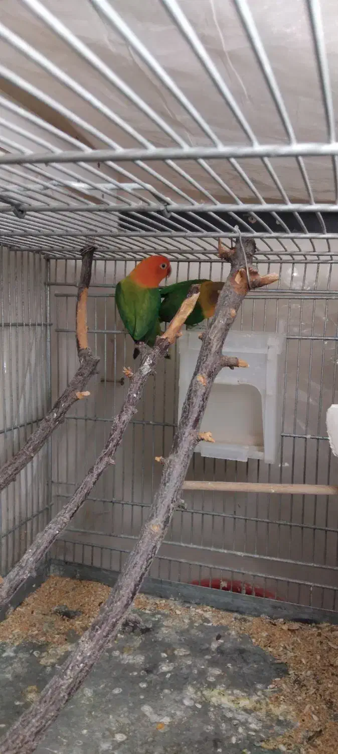 طوطی برزیلی رنگ خاص|پرنده|محمدیه-قزوین, |دیوار