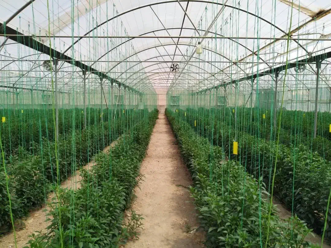 6000متر گلخانه|اجارهٔ دفتر صنعتی، کشاورزی، تجاری|جوادآباد, |دیوار